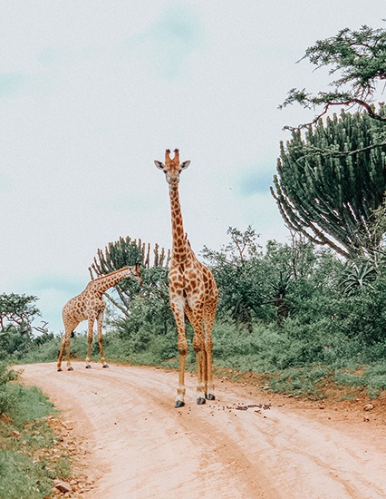 Africa - giraffe on game reserve