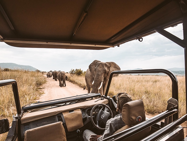 Africa safari - elephants walking by jeep