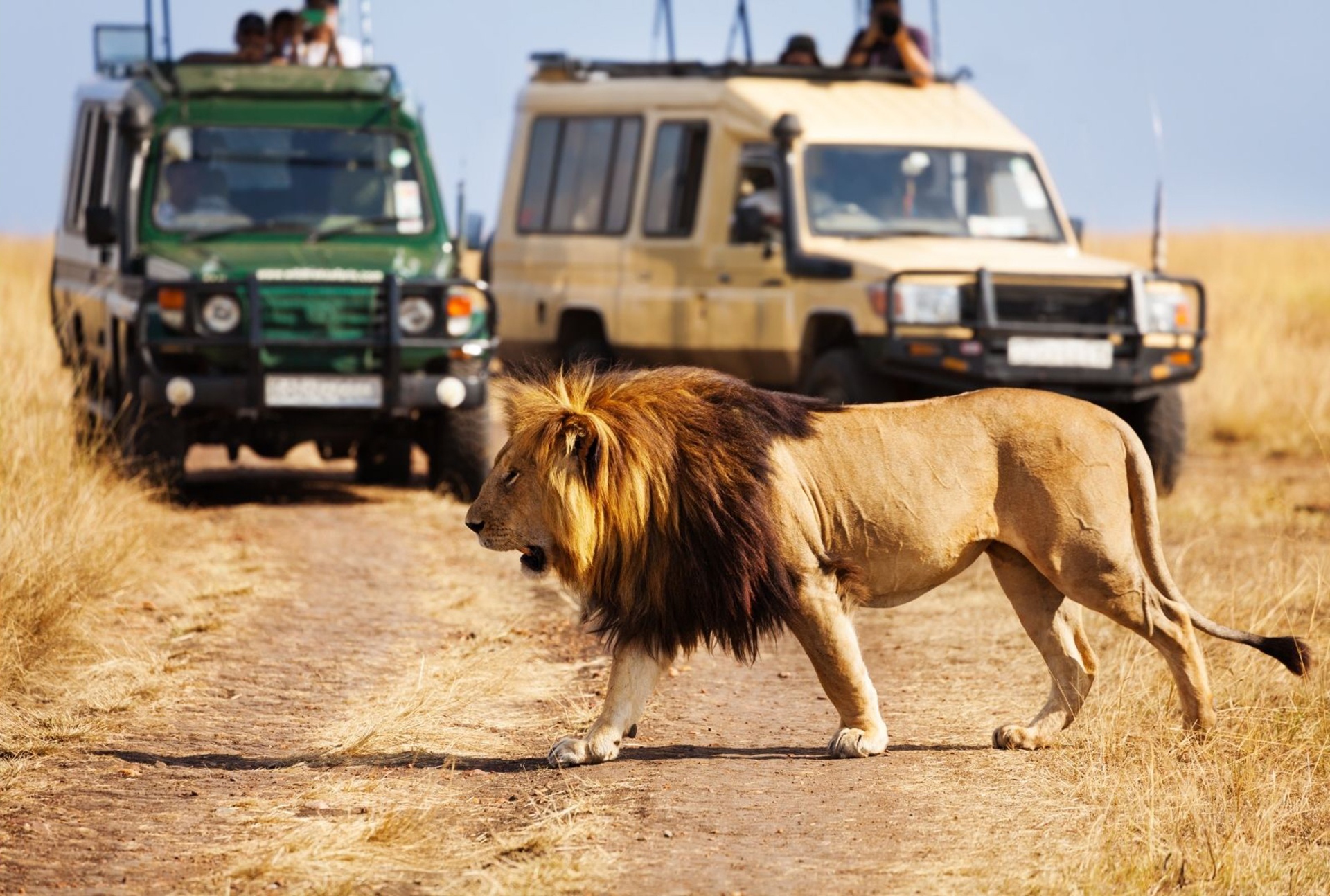 Lion crossing road at African Savannah