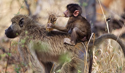 Baby monkey riding the mother seen during Okuti safari