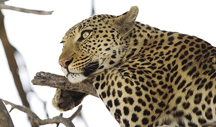 A leopard catch watching tourists during Okuti safari