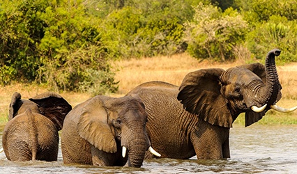 Hornbill Trek & Safari - elephants
