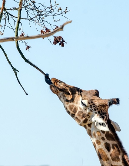Hornbill Trek & Safari - giraffe