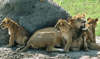 Hornbill Trek & Safari - lions