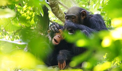 Hornbill Trek & Safari - momma and baby monkey