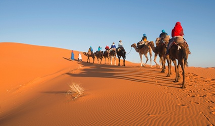 Merzouga camels