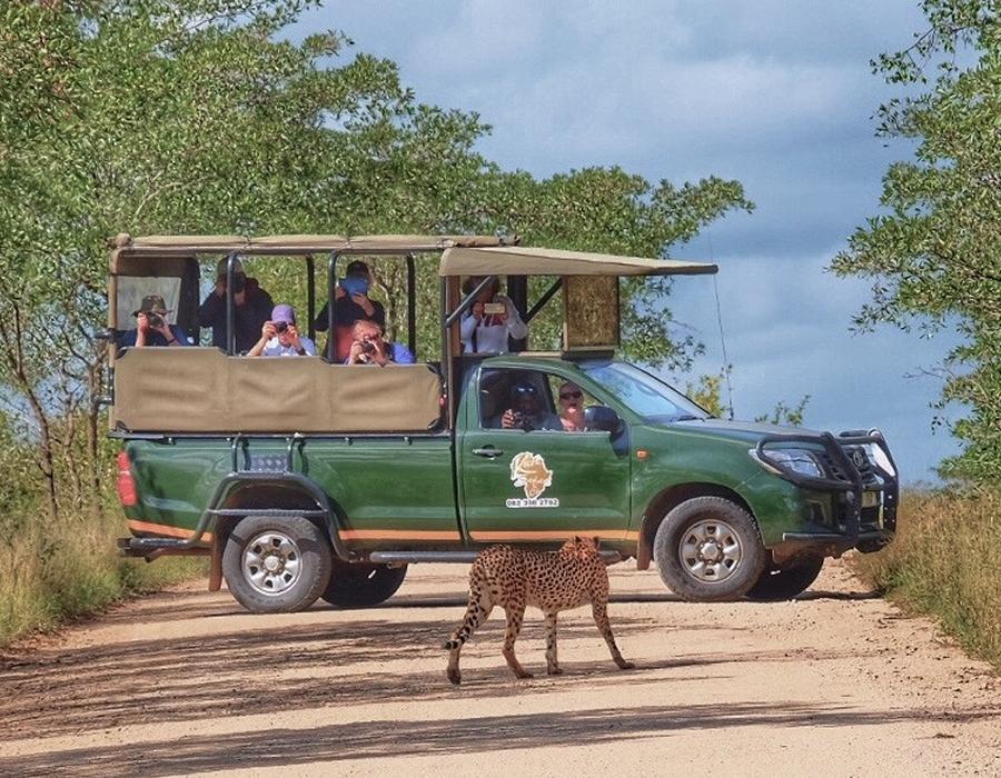 Experience South Africa by taking a safari