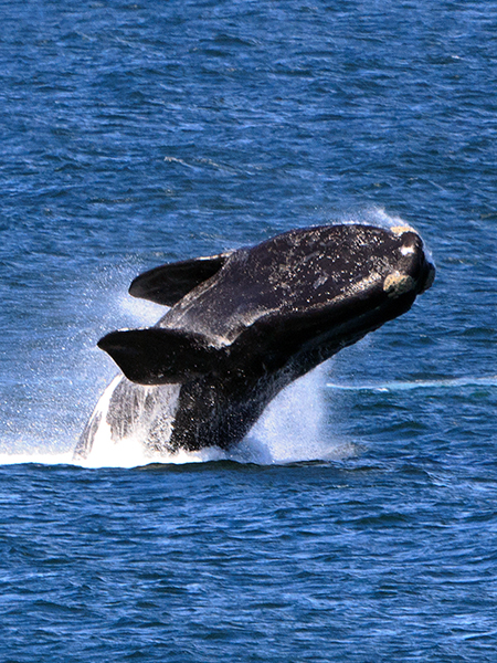 Stop in Hermanus where you can spot Southern Right whales from the shore.