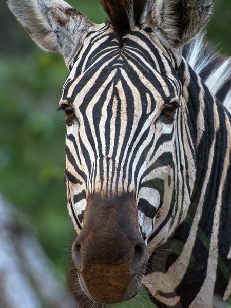 Zebra are just one of the variety of animals you will see in South Africa