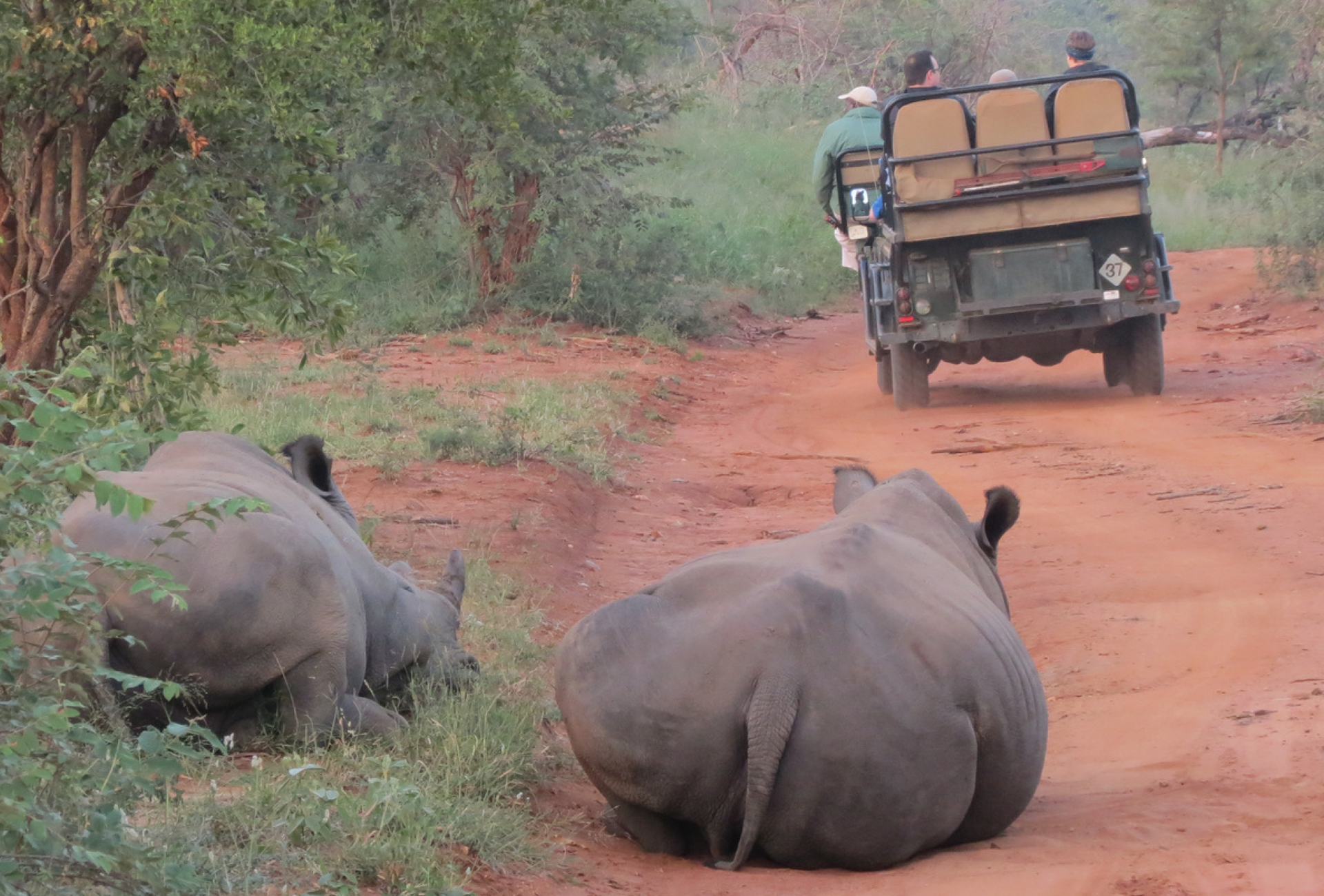 South Africa - rhino road block