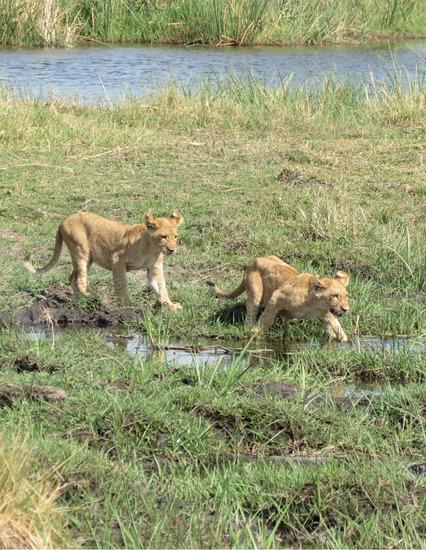 Post - Botswana Cubs Okavango Delta